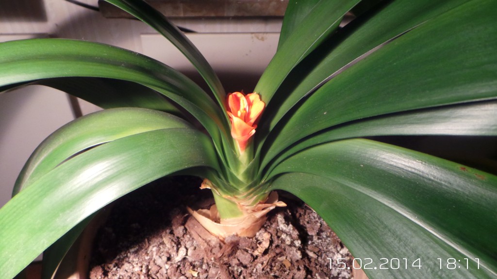 wpid-20140215_181150.jpg