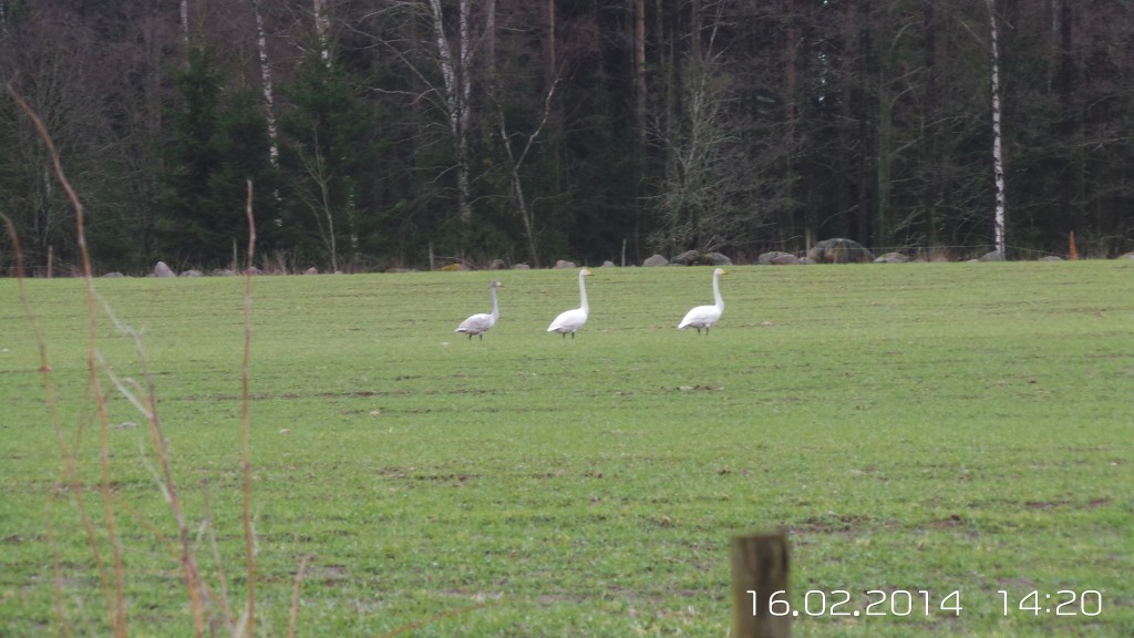 wpid-20140216_142059.jpg