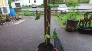 wpid-20140518_180129.jpg