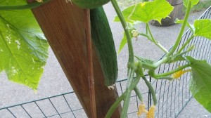 20140619_162056