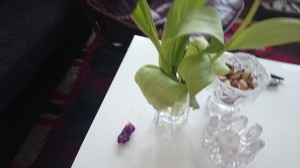 Tulpanerna tappar som sagt blombladen