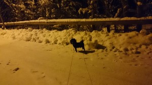 Ute med hunden igen