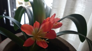 wpid-wp-1423849839456.jpeg