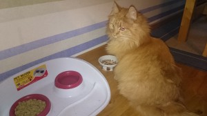 wpid-wp-1424196965465.jpeg