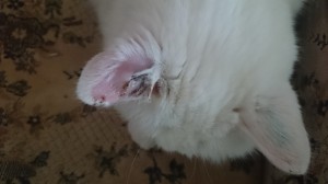 wpid-wp-1430840569186.jpeg