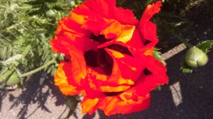 wpid-20150606_092155.jpg