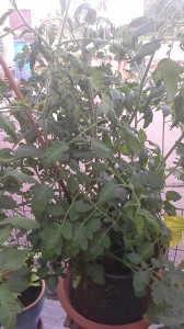 wpid-20150721_180928.jpg