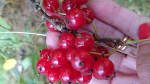 wpid-wp-1436557675021.jpeg