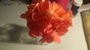 wpid-wp-1441646176286.jpeg