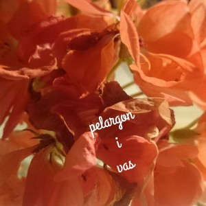 wpid-wp-1442422076455.jpeg