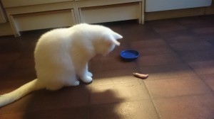 wpid-wp-1444240740447.jpeg